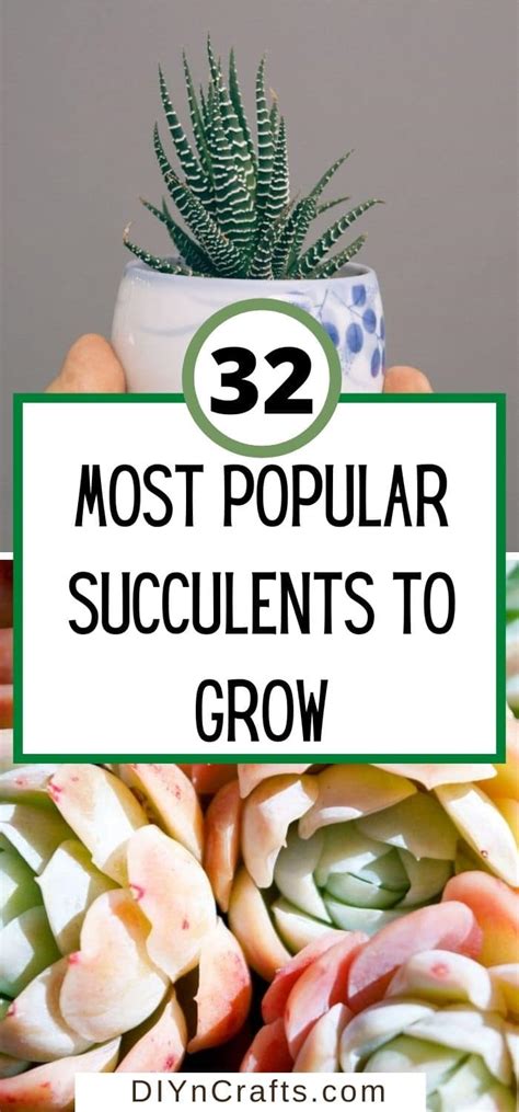 32 Most Popular Succulents To Grow Beginner Friendly Succulents Hogyan Készítsek