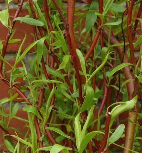 Red Curly Willow Salix X Pendulina F Erythroflexuosa Red Curly