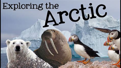 Exploring The Arctic For Kids Arctic Animals And Climates For Children