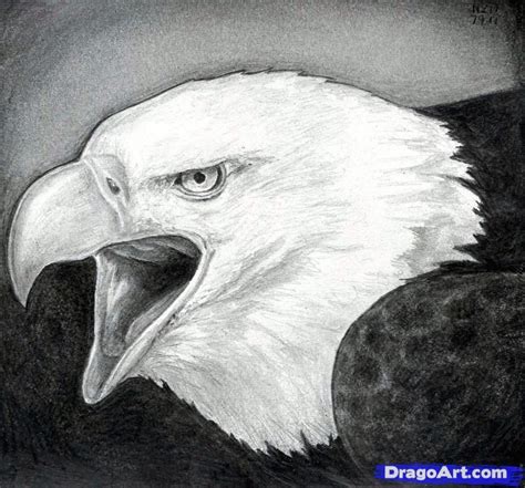 How To Draw A Bald Eagle Step By Step Birds Animals Free Online