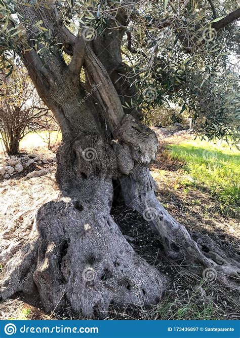 Secular Olive Trees In Puglia Stock Image Image Of Countryside Rural