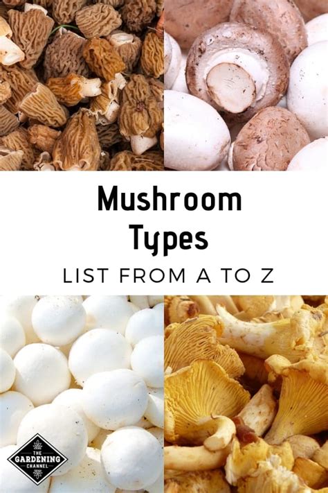 List of Mushroom Varieties from A to Z - Gardening Channel