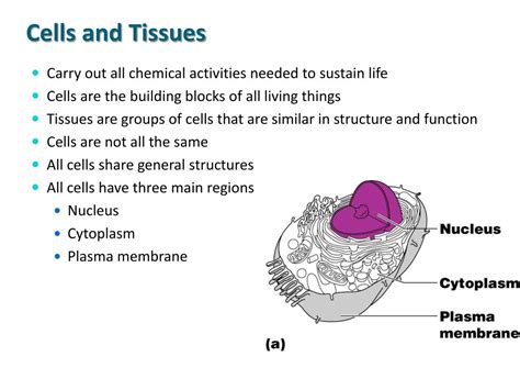 Ppt Cells And Tissues Part I Cell Structures Powerpoint
