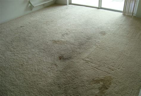 Any moist surface is susceptible to mold. Black Mold Spots On Carpet | Lets See Carpet new Design