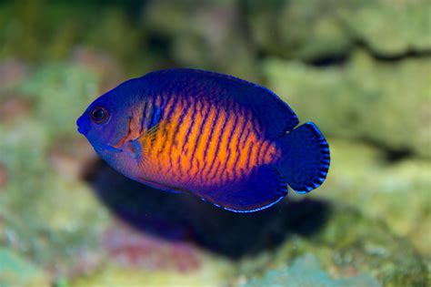 Top 7 Best Saltwater Aquarium Fish For Beginners Petland Texas