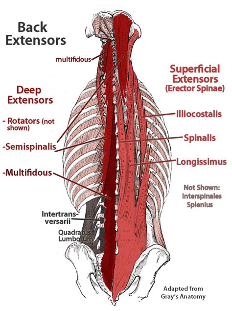 Trust me, don't get in d… deep muscles of lower back : Biological Science Picture ...