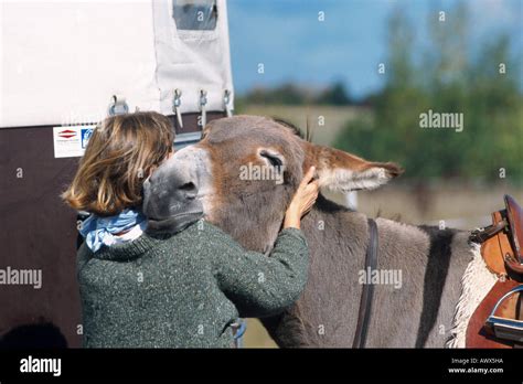 Domestic Donkey Equus Asinus F Asinus Woman Hugging Donkey Stock