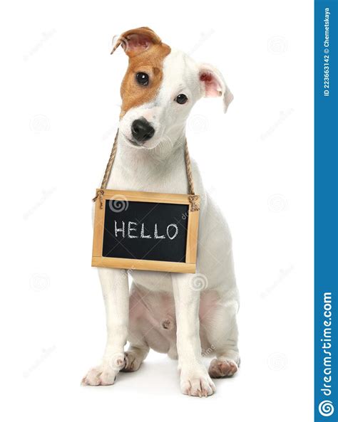 Adorable Perro Con Signo De Hola En Fondo Blanco Foto De Archivo