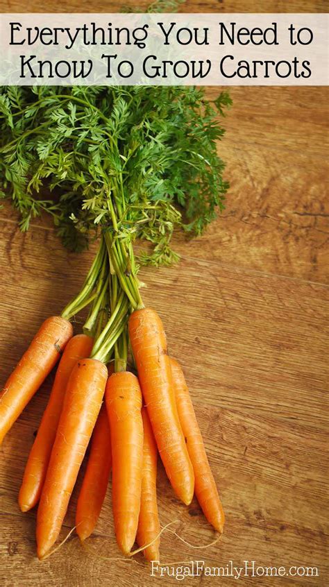 How To Grow Carrots A Backyard Gardening Guide