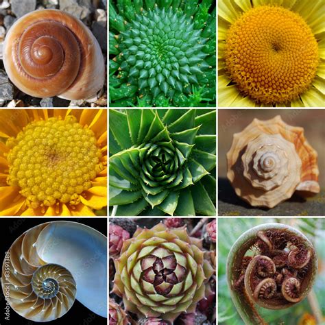 Beautiful Spirals In Nature Phi Golden Spiral Fibonacci Foto De