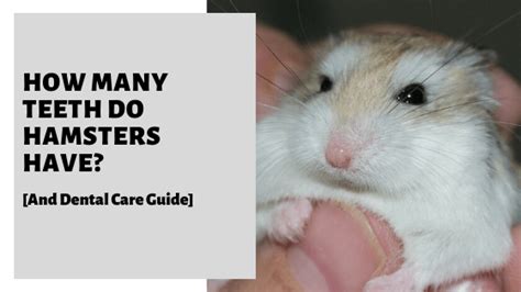 How Many Teeth Do Hamsters Have And Dental Care Guide Hamster