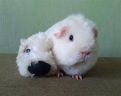 14 Guinea Pigs For Anyone Whos Having A Bad Day Page 4 Of 5 Petpress