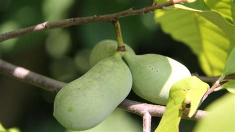 Discover Pawpaw Pennsylvania S Unusual Native Fruit The Arboretum At Penn State