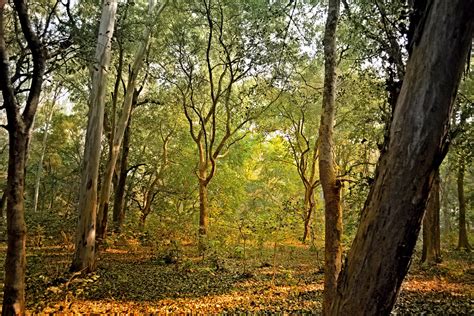 Forest Background 1 Free Stock Photo Public Domain Pictures