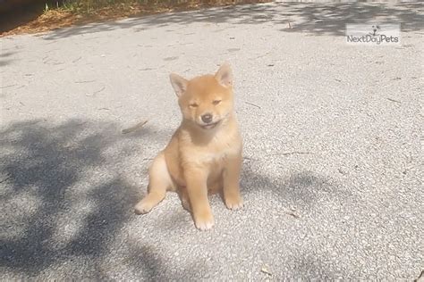 Neuste anzeigen älteste anzeigen preis aufsteigend preis absteigend relevanz. Mini Litter Due: Shiba Inu puppy for sale near Orlando ...