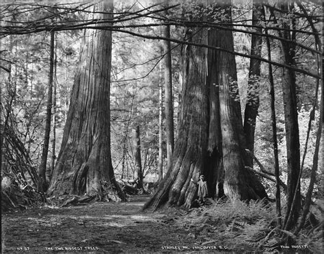 The Two Biggest Trees Stanley Park Vancouver Bc Flickr