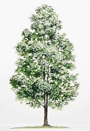 Maybe you would like to learn more about one of these? Flora Indonesia