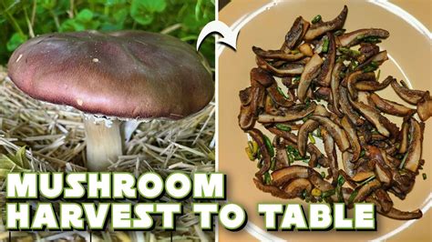 How To Propagate Harvest And Cook Wine Cap Mushrooms Youtube