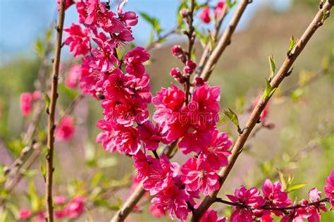 Natural Peach Blossoms On The Hill Stock Photo Image Of Beauty