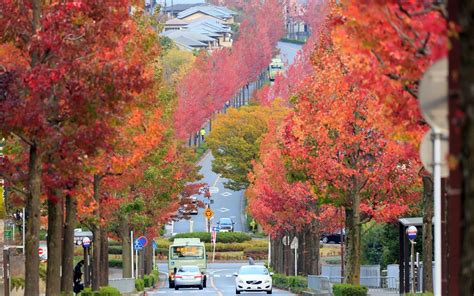 2016年紅葉の京都・桂坂の壁紙計23枚 壁紙＆日々駄文