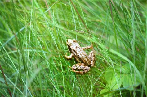 Frog In The Green Grass Stock Photo Image Of Shore 100584154