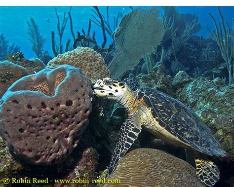 Hawksbill Turtle Eating Sponge By Robin Reed Marine Turtle Turtle