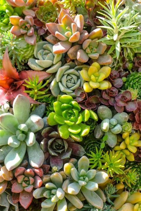 Adding soil can be a substantial investment in time and money. Best Soil for Succulents in Pots | Succulents, Succulents ...