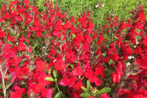 Salvia Radio Red Dysons Nurseries