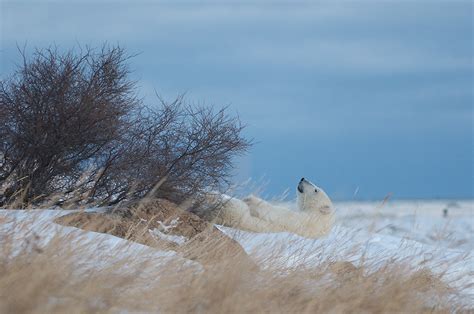 Polar Bear Taking A Nap Sean Crane Photography