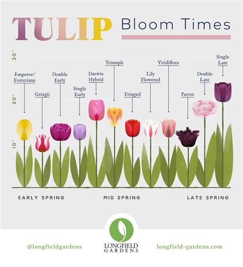 Planning Guide For Tulips Planting Tulips Types Of Tulips Garden Bulbs
