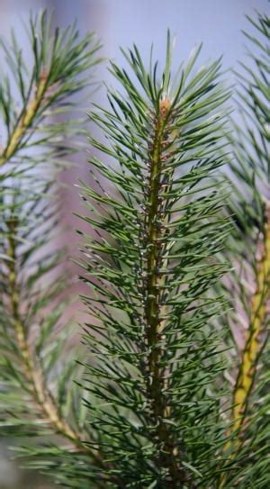 Green Pine Tree Leaves Free Image Peakpx