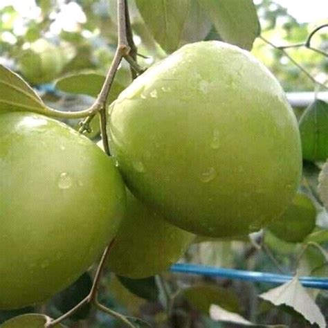 Full Sun Exposure Green Apple Ber Plant For Garden At Rs 20piece In Deganga