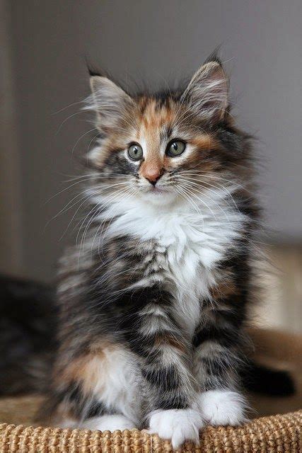 Norwegian Long Haired Cat Breeds Pets Lovers
