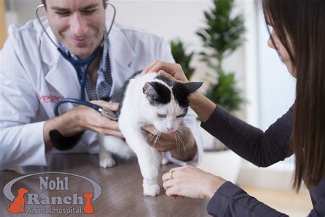 Take Your Cat To The Vet Day Nohl Ranch Animal Hospital