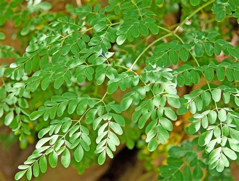 The Benefits Of The Moringa Tree Health