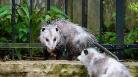 Do Opossums Hibernate In The Winter