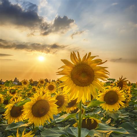 Sunflower Field At Sunset Tapet Fototapet Happywall