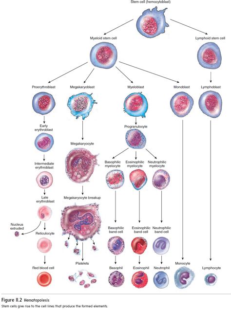 Adaptive Immunity