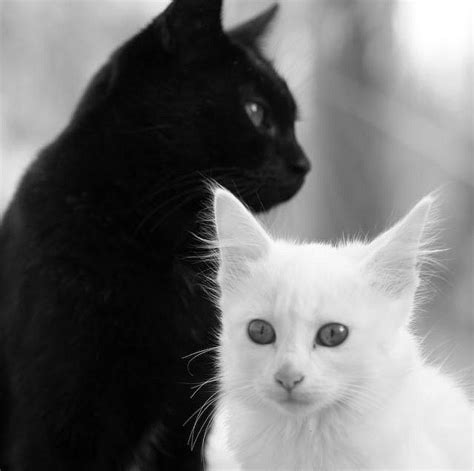 Images Of Black And White Cats