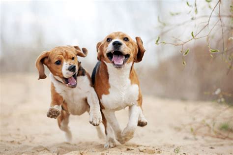 Running-Puppies - Humane Society of Douglas County