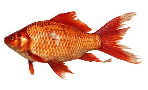 Download Goldfish Png Image For Free