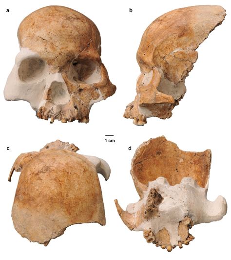 Bone Suggests Red Deer Cave People Were A Mysterious Species Of Human