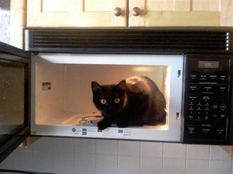 Microwave Cat Flickr Photo Sharing