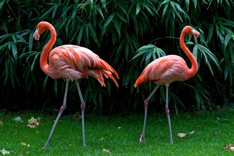 Flamingo 5k Retina Ultra Papel De Parede Hd Plano De Fundo