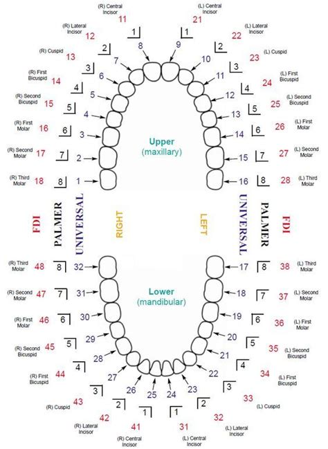 Stabbing ( canines ), anchoring (canines), and cutting (molars). Updated Dental Tooth Numbering Chart with Multiple Systems ...