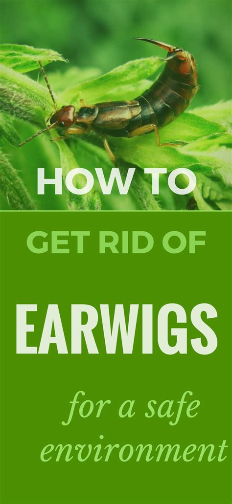 Festoons (also called malar festoons) develop when the muscles below the eye — particularly the orbicularis oculi muscle which closes the eye — begin to weaken and degenerate. How To Get Rid Of Earwigs For A Safe Environment ...
