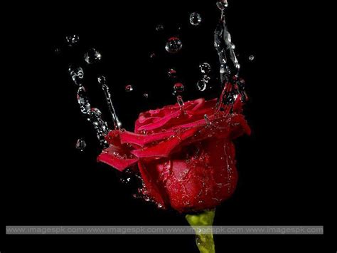 39 Rose With Water Drops Wallpaper