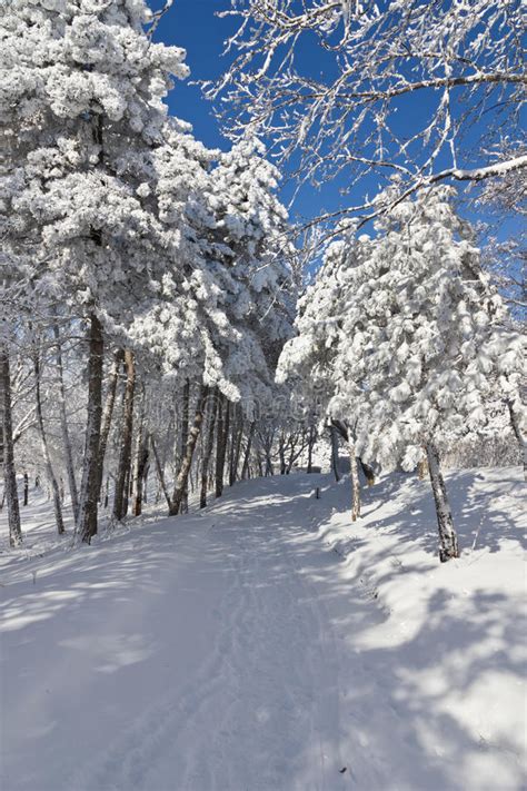 The Path In Winter Forest Stock Image Image Of Paths
