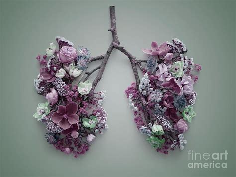 Your lungs are two spongy organs in your chest that take in oxygen when you inhale and release people who smoke have the greatest risk of lung cancer, though lung cancer can also occur in people who have never smoked. Spring Flowers Representing Human Lungs Photograph by ...