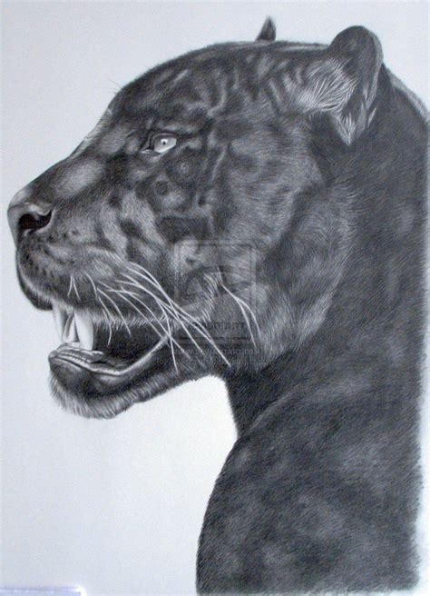 Black Panther Zeichnen Wanderingstar Krafttier Panther Black